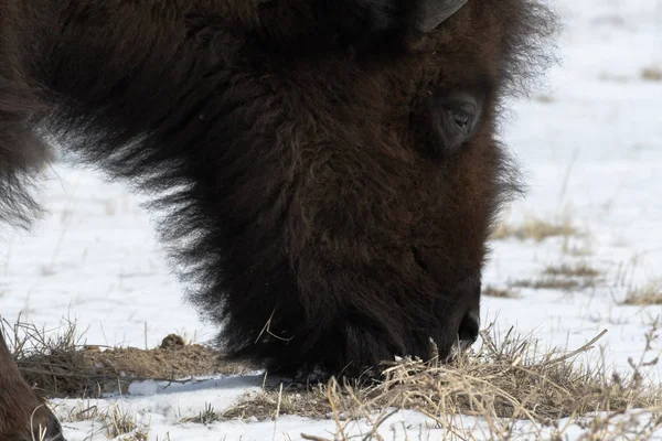 American bison on the plains in winters near Denver, Colorado