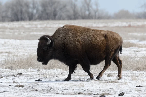 American bison on the plains in winters near Denver, Colorado