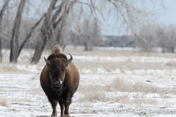 American bison on the plains in winters near Denver, Colorado