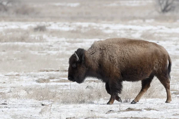 American bison on the plains in winters near Denver, Colorado