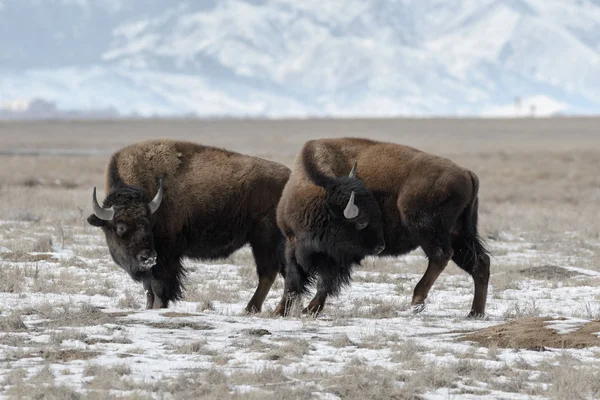 American bison on the plains in winters near Denver, Colorado