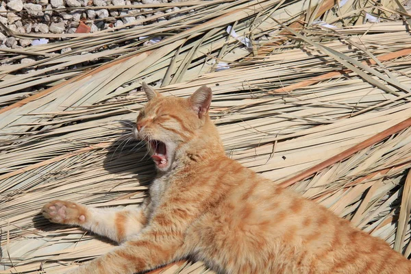 Kırmızı kedi yalan ve yawns