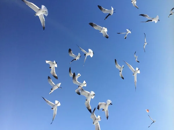 Group Big White Seagulls Flying Highly Blue Sky Cloud Freedom — Stock Photo, Image