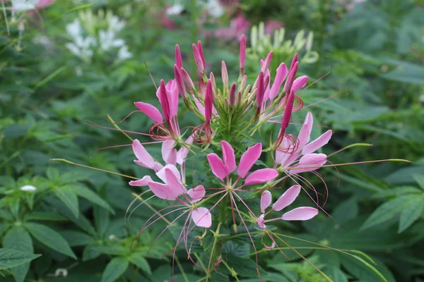 Arka planı yeşil yaprakları yaz öğleden sonra pembe çiçek