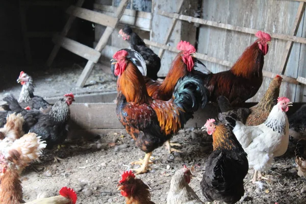 Horoz ve tavuk kümese
