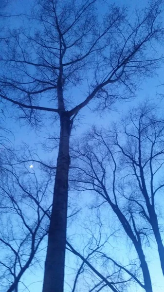 Ağaçlar geç akşam gökyüzü Moon Park. Gece manzarası. Dikey fotoğraf. Web tasarım, kolaj, posterler, takvimler kullanmak mümkündür.