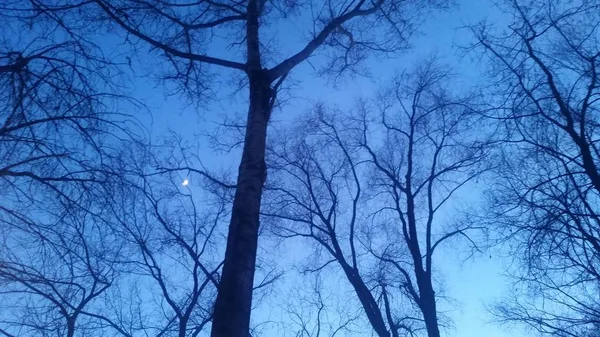 Arbres Nus Tard Dans Soirée Dans Parc Lune Dans Ciel — Photo