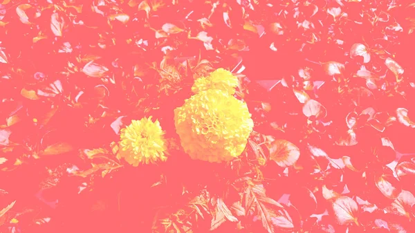 Üç sarı çiçek (2019 bir eğilim) renkli bir yaşam mercan arka planı. Web tasarım, duvar kağıdı, takvimler, posterler kullanmak mümkündür. Yatay fotoğraf.