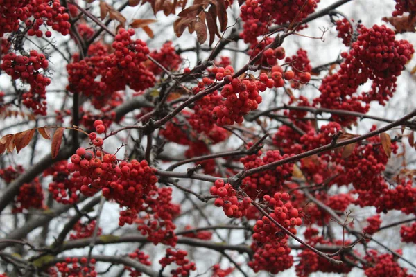 Dalları kırmızı üvez meyveleri veya üvez meyveleri sonbaharında sahne. Kırmızı üvez kökenli. Web tasarım, takvimler, posterler duvar kağıdı kullanmak mümkündür. Yatay fotoğraf.