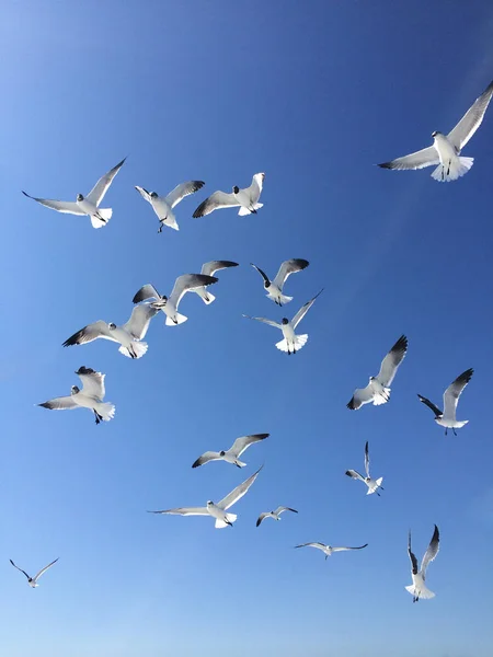 Yakın çekim büyük beyaz martı bulut mavi gökyüzünde süzülen bir grup. Beyaz yabani kuşlar kümesi. Özgürlük kavramı. Panorama tarzı. Kullanım için: web tasarım, duvar kağıtları, takvimler, kolajlar. Dikey