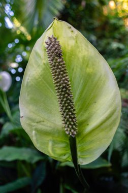 Cordoba Botanik Bahçe gelen güzel Anthurium