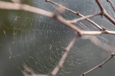 Örümcek ağı üzerinde ağaç dalı