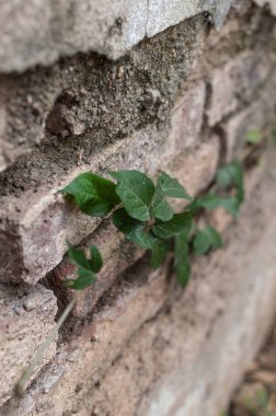Tuğla duvar asma ile