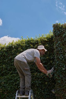 Adam, yeşil duvarı el makası ile buduyor. Ficus 'un süslemeli budaması tövbe eder.