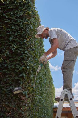 Adam, yeşil duvarı el makası ile buduyor. Ficus 'un süslemeli budaması tövbe eder.
