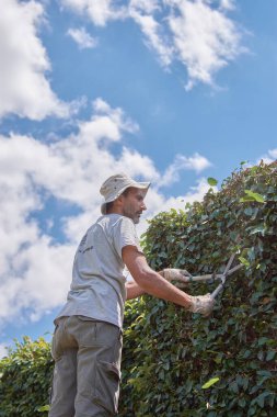 Adam, yeşil duvarı el makası ile buduyor. Ficus 'un süslemeli budaması tövbe eder.