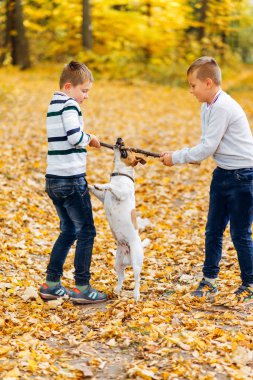 Çocuklar sonbahar ormanında Jack Russell Terrier ile sopayla oynuyorlar. Bir köpekle sonbahar yürüyüşü.