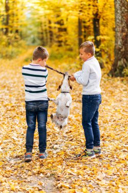 Çocuklar sonbahar ormanında Jack Russell Terrier ile sopayla oynuyorlar. Bir köpekle sonbahar yürüyüşü.