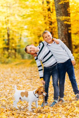 Çocuklar sonbahar ormanında Jack Russell Terrier ile sopayla oynuyorlar. Bir köpekle sonbahar yürüyüşü.