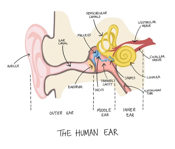 Hand drawn illustration of human ear anatomy. — Stock Vector