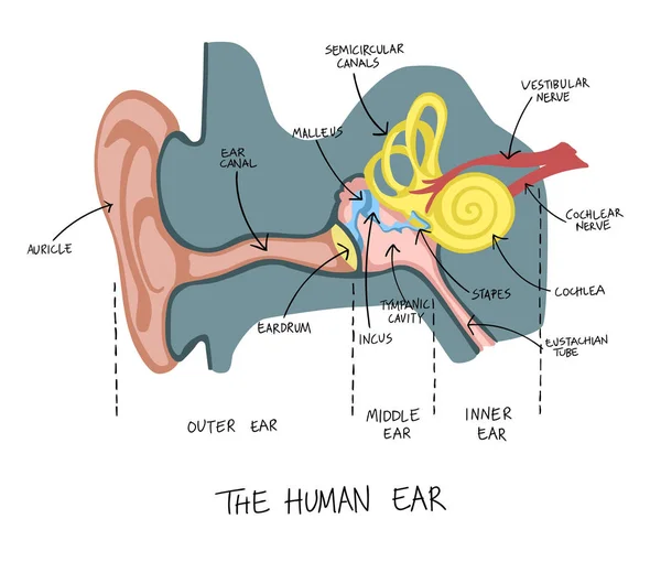 İnsan kulak anatomisinin elle çizilmiş illüstrasyonu. — Stok Vektör