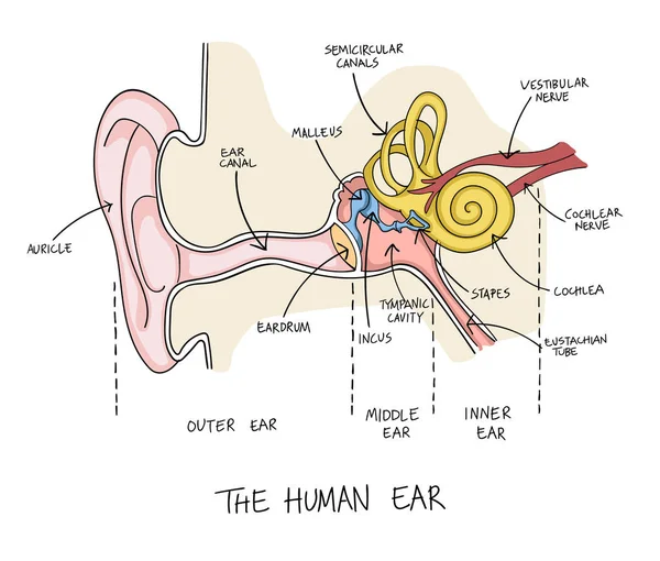 Hand drawn illustration of human ear anatomy. — Stock Vector