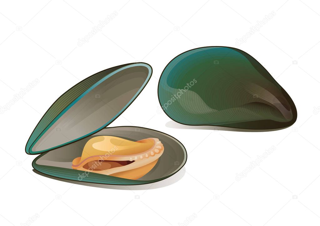 Mussels shell vector design realistic illustration