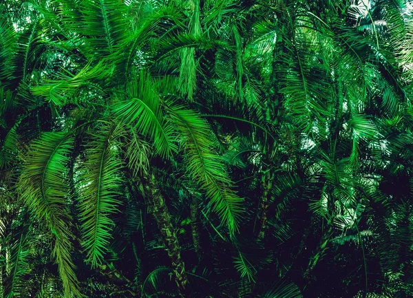 Grüne Palmenzweige üppigen Busch tropischen Hintergrund — Stockfoto