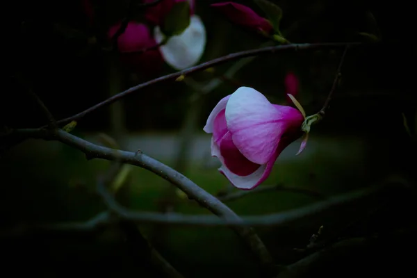 玉兰紫色和白色的花在黄昏中绽放在对角的树的分支在黑暗的庭院背景 — 图库照片