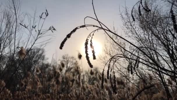 Dzikie Pole Kołysze Przyrodę Beżowych Kolorach Słoneczny Dzień Piękny Złoty — Wideo stockowe