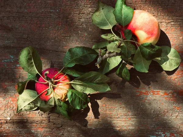 Dos manzanas maduras rojas y amarillas recién recogidas con manchas y hojas verdes planas yacen sobre una vieja madera en mal estado con pintura pelada. —  Fotos de Stock