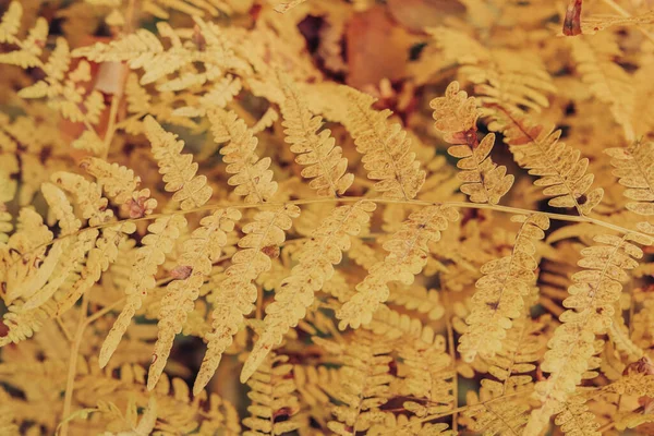 Feuillage Fougères Âgées Fanées Jaunies Dans Forêt Belle Automne Nature — Photo