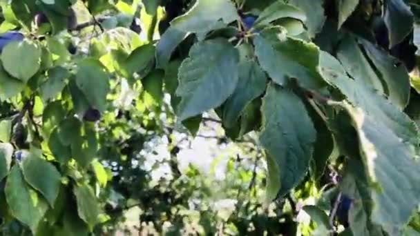 Šťavnaté Zralé Modré Švestky Stromě Letní Zahradě Osvětlené Sluncem Čas — Stock video