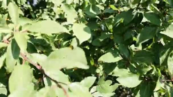 Ameixa Cereja Amarela Madura Suculenta Pendurada Galho Árvore Com Muitas — Vídeo de Stock