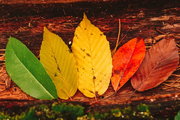 Belleza de la temporada de otoño naturaleza: concepto de otoño de hojas ciclo de vida hojas coloridas de verde a amarillo, rojo y marrón — Foto de Stock