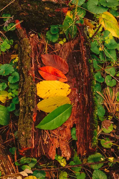 Temporada de otoño cambio de color de la naturaleza. Concepto otoñal de hojas ciclo de vida follaje colorido: verde a amarillo, rojo, marrón — Foto de Stock