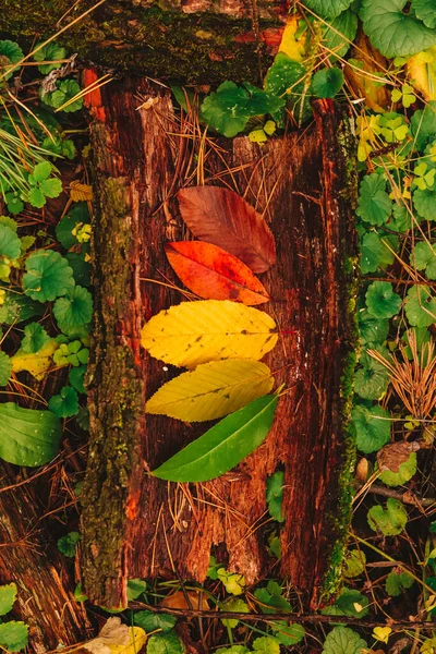 Höst säsongen natur förändring: Hösten begreppet blad livscykel färgglada blad från grönt till gult, rött och brunt — Stockfoto