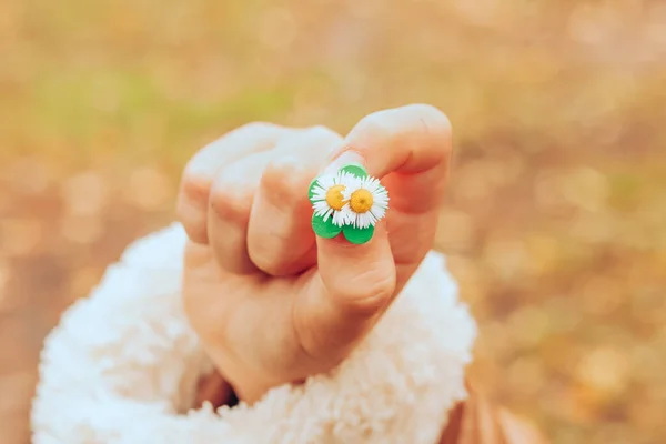 Autumn mood. Childs hand holding two daisy flowers