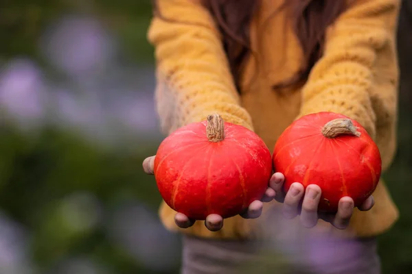 Temporada de calabazas. Dos pequeñas calabazas crudas maduras de color naranja redondo en las manos. —  Fotos de Stock