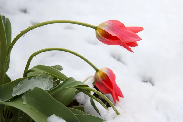 Tulipas vermelhas na neve — Fotografia de Stock