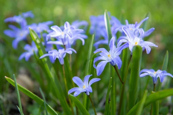 Flores de primavera azuis — Fotografia de Stock