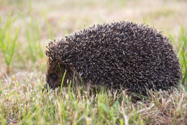 küçük yaban kirpi