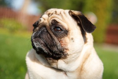 Pug köpek portre