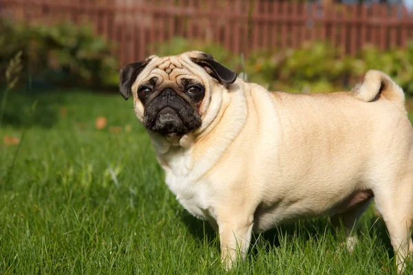 Cão pug no jardim — Fotografia de Stock