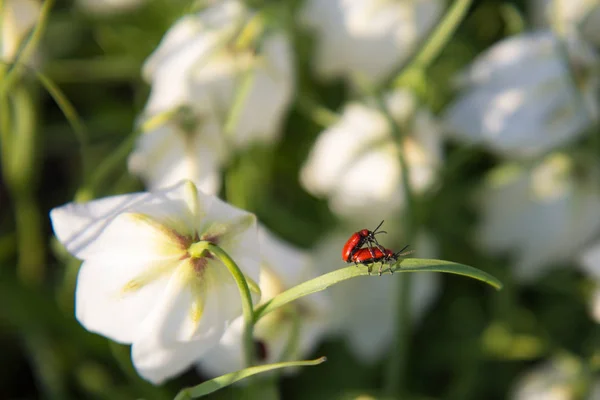 Dos insectos en flor —  Fotos de Stock