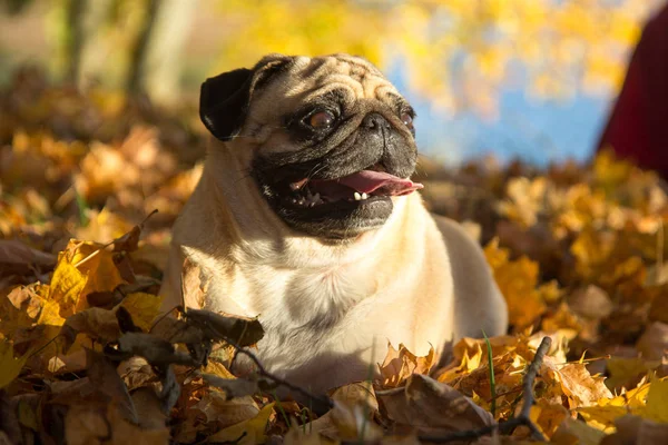 Pug dog en un parque, otoño — Foto de Stock