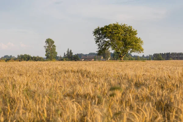 Wheat field in autumn — Stock Photo, Image