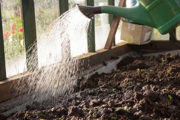 Using watering can — Stock Photo, Image