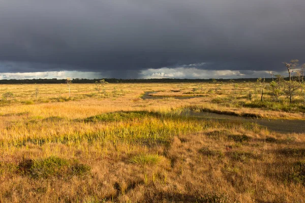 雷雨后的沼泽 — 图库照片
