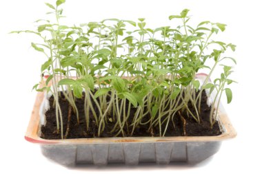 Beyaz arka plan üzerinde domates fidesi